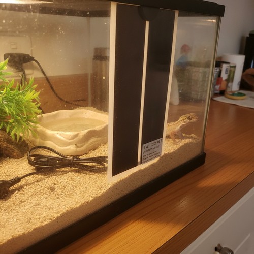 Reptilien heizmatte terrarium - reptilien,