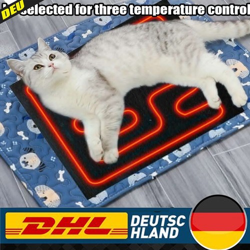 Haustier katze hunde - haustier,