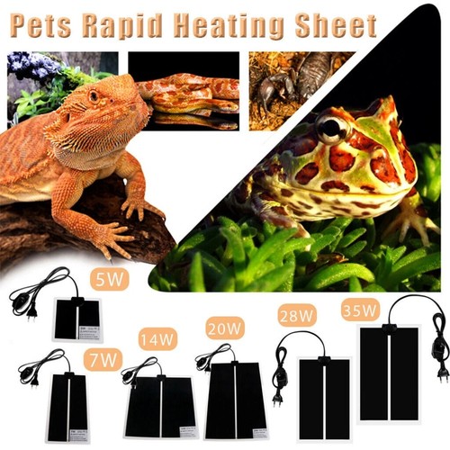 Pet reptile - pet,